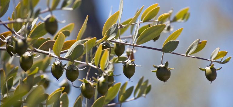 Jojoba struik