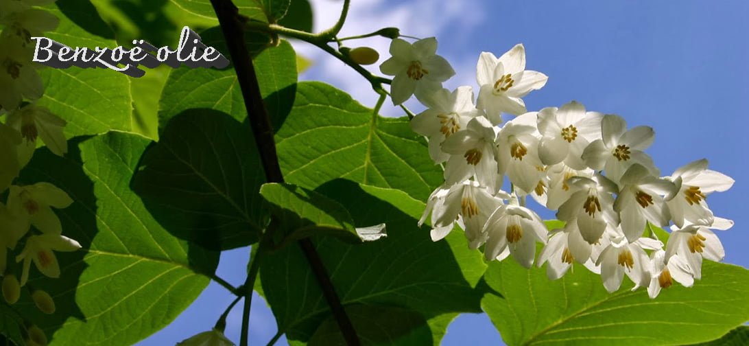 alles over de werking, toepassingen van benzoë olie met recepten en werkzame bestanddelen