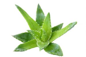 aloe vera