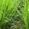 Vetiver gras
