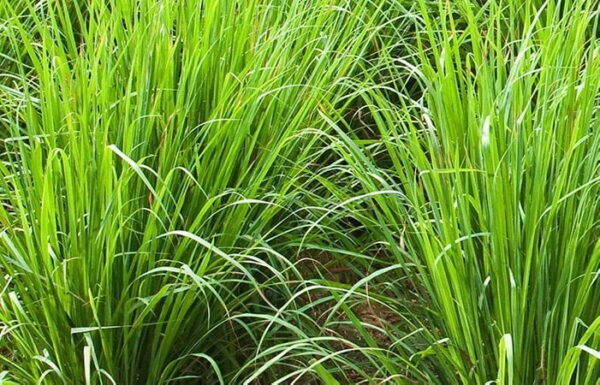 Vetiver gras
