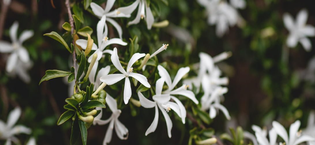alles over jasmijn etherische olie werking, toepassingen