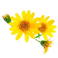 arnica bloem