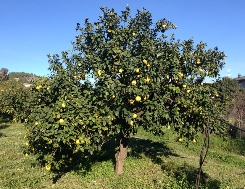 Bergamot boom etherische olie