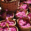 Bulgaria Rose