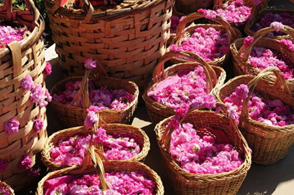 Bulgaria Rose