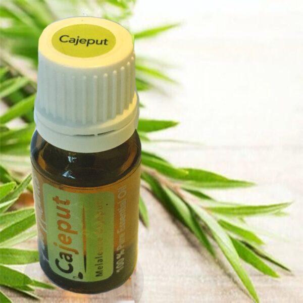 cajeput kajeputi BIOLOGISCHE etherische olie kopen