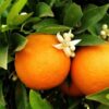 Neroli olie kopen