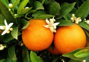 Neroli olie