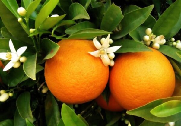 Neroli olie kopen
