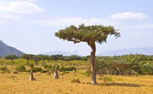 Commiphora myrrha olie