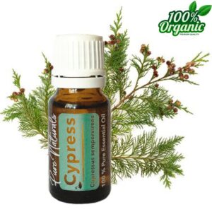 cypress biologische etherische olie kopen cipres
