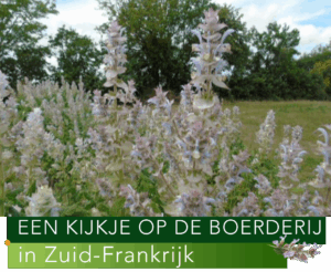 scharlei boerderij plantage gecultiveerd etherische olie