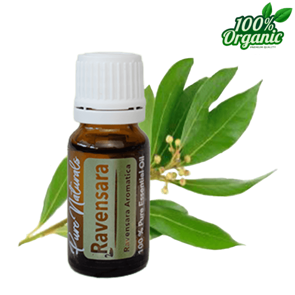 ravensara etherische olie - biologisch - puur - aromatherapie