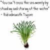 vetiver qoute