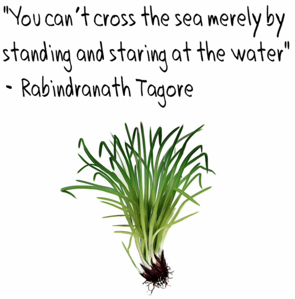 vetiver qoute