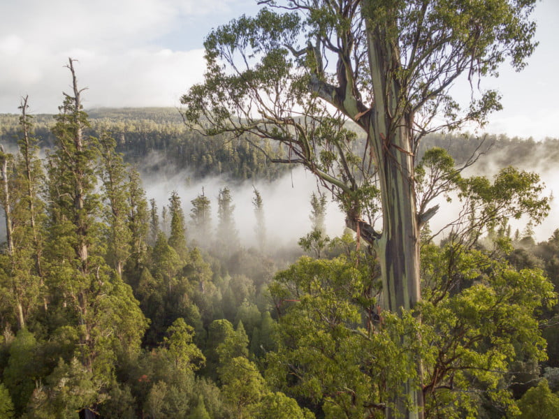 Eucalyptus boom: grootste ter wereld
