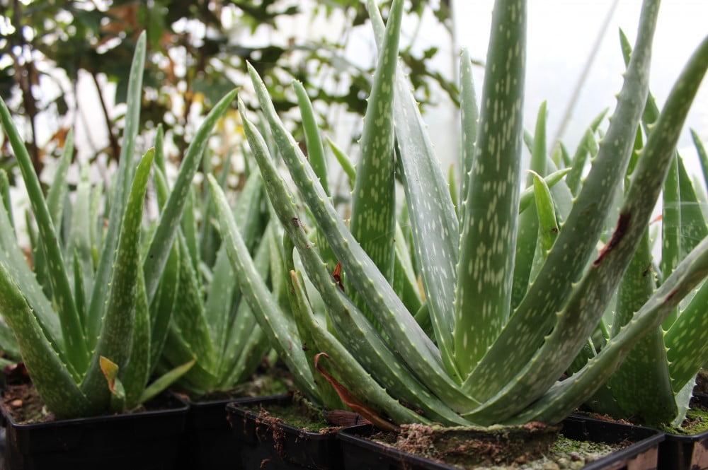 aloe vera veld