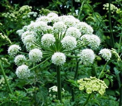 engelwortel bloemen etherische olie