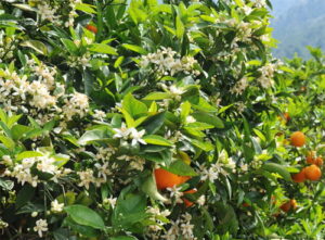 neroli boom