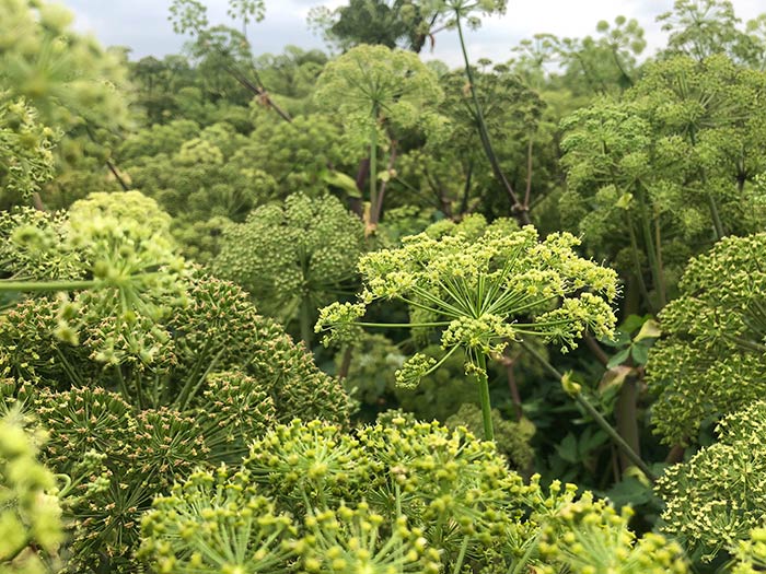 Angelica planten etherische olie