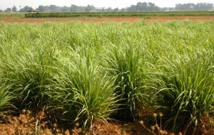 lemongrass olie