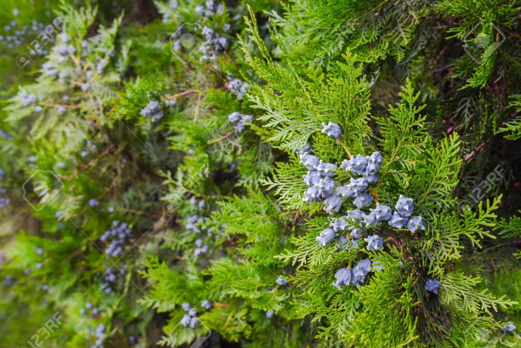 Cypress boom in bloei