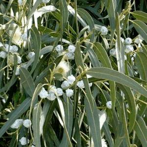 eucalyptus plant