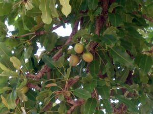 karite boom noten sheabutter
