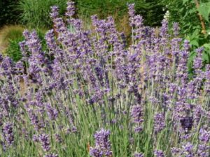 lavendel olie