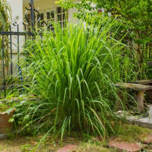 lemongrass struik