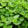 marjoram marjoram
