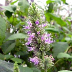 Patchouli etherische olie kopen
