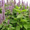 Patchouli