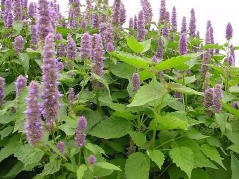 Patchouli