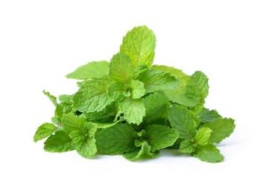 munt etherische olie 