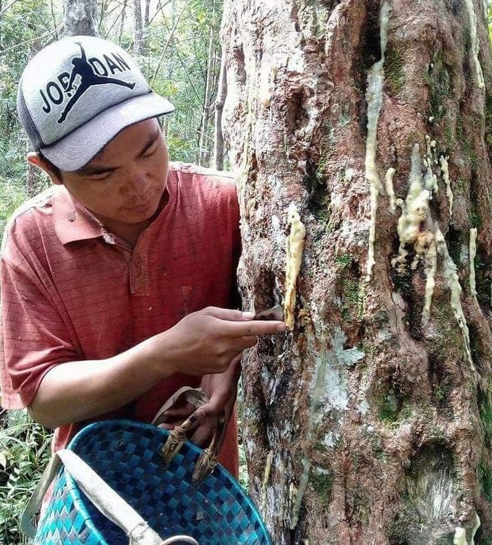 benzoë oogsten in Sumatra