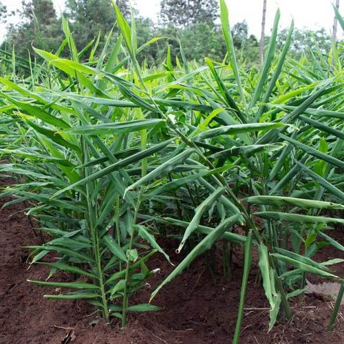 gember plant