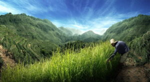 vetiver plantage