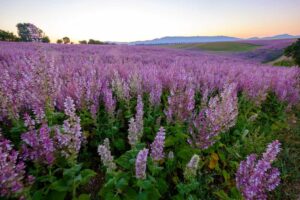 Scharlei veld plantage