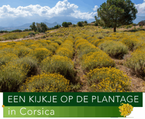 Helicryse EO komt van de plantage in Corsica