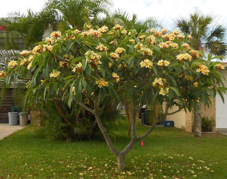 frangipani struik