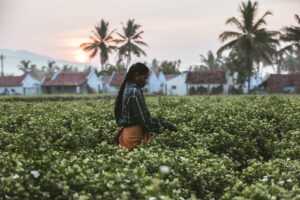 jasmijn veld India 
