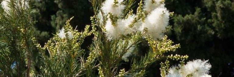 teatree essentiele olie