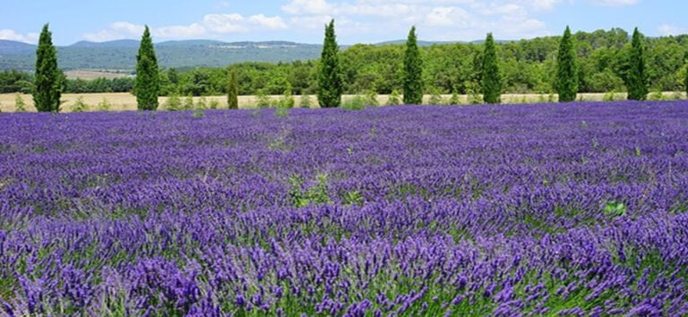 alles over lavendel etherische olie werking toepassingen