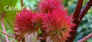 Castor olie werking