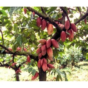 cacao boter biologisch puur