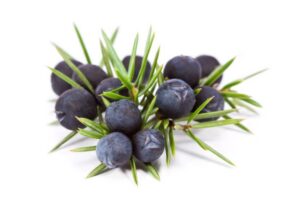 Juniper berry spataders
