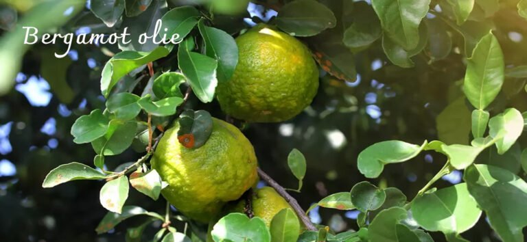 alles over de werking van Bergamot olie