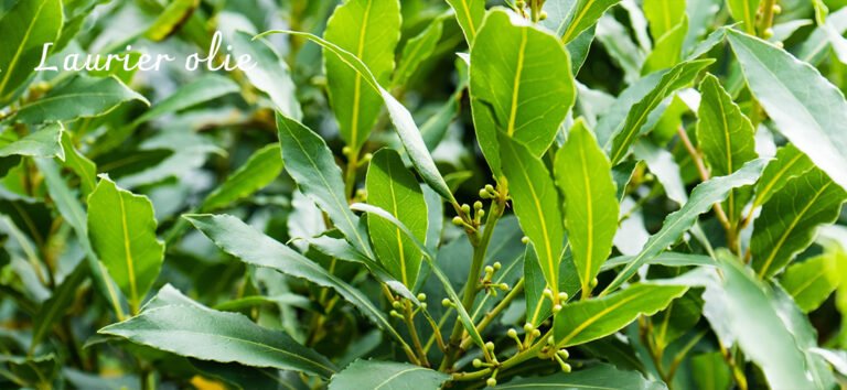 alles over laurier olie, etherische olie, werking, toepassingen en recepten